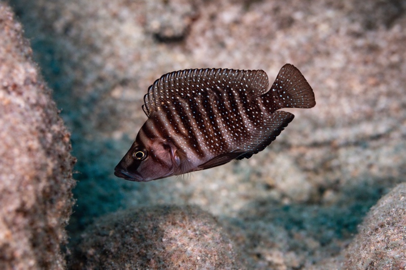 Altolamprologus compressiceps 'Nkondwe Island'